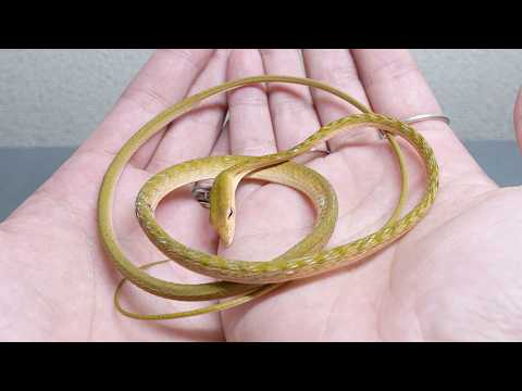 ガリガリで生気のないヘビを助けたい(YouTube)