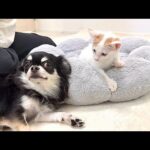 どうしても子猫と一緒に寝たい犬が取った行動が予想外で可愛すぎました…笑(YouTube)