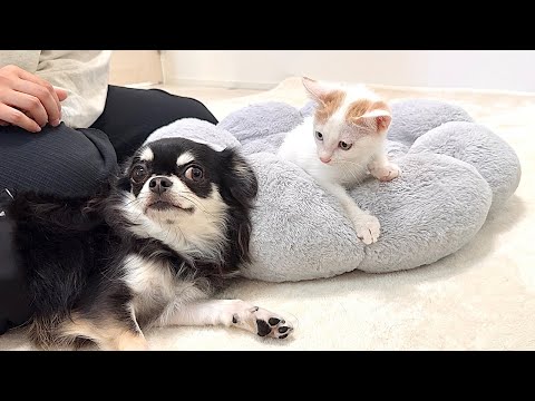どうしても子猫と一緒に寝たい犬が取った行動が予想外で可愛すぎました…笑(YouTube)
