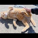 暖かくなってきて、猫達が嬉しそうにコロコロと転げ回る(YouTube)