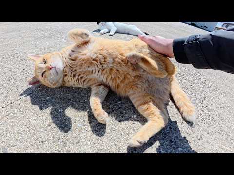 暖かくなってきて、猫達が嬉しそうにコロコロと転げ回る(YouTube)