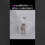 助けて⁉️柴犬は雪山から降りれない💦 #shiba #青森市 #吹雪(YouTube)