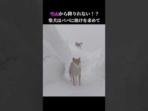 助けて⁉️柴犬は雪山から降りれない💦 #shiba #青森市 #吹雪(YouTube)
