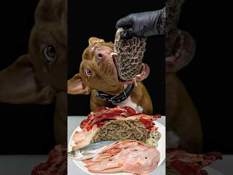 アヒルの頭を誰よりもうまそうに食べるダギーさん(YouTube)