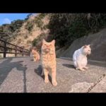 【今週の感動猫動画 2026/2/1w】今週撮った未公開猫動画まとめて公開-unreleased video of this week(YouTube)