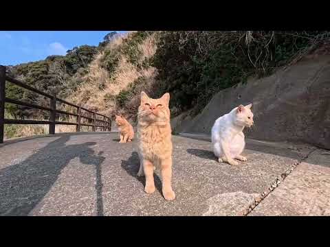 【今週の感動猫動画 2026/2/1w】今週撮った未公開猫動画まとめて公開-unreleased video of this week(YouTube)