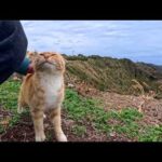 絶景の展望所で一人ぼっちで暮らす猫ちゃん…人が来たら喜んで甘えてくる(YouTube)