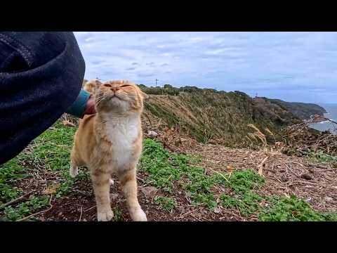 絶景の展望所で一人ぼっちで暮らす猫ちゃん…人が来たら喜んで甘えてくる(YouTube)