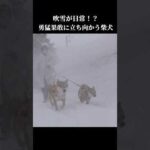 青森では吹雪の散歩が日常！？悪天候の中柴犬は立ち向かう！ #shibainu #大雪 #青森(YouTube)