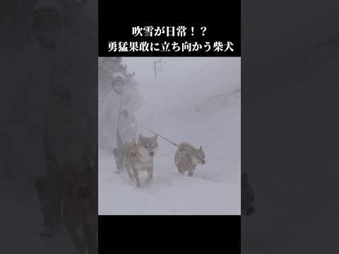 青森では吹雪の散歩が日常！？悪天候の中柴犬は立ち向かう！ #shibainu #大雪 #青森(YouTube)