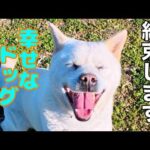 【必ず成功する犬のしつけ】迎え入れてから最初にして欲しいこと（簡単に教えれる境界線）(YouTube)