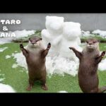 突然の雪に大はしゃぎ！カワウソに雪だるま作ったらこうなった　Otters Enjoy a Rare Snow Day!(YouTube)