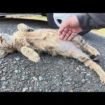お腹をマッサージされてリラックスするアメショー猫(YouTube)