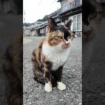 猫島の通りにいた三毛猫さん(YouTube)
