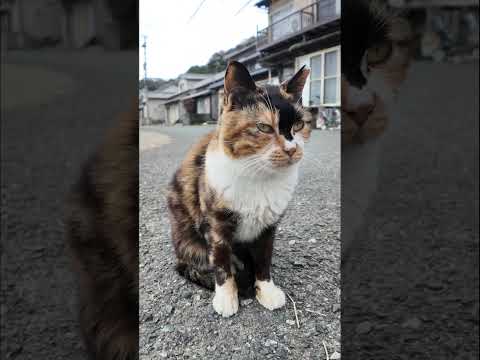 猫島の通りにいた三毛猫さん(YouTube)