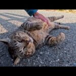 お腹を撫でたら…嬉しすぎてゴロゴロが止まらない猫(YouTube)