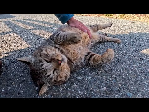 お腹を撫でたら…嬉しすぎてゴロゴロが止まらない猫(YouTube)