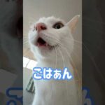 ごはんと喋る猫チロさん！ #shorts(YouTube)