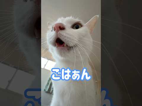 ごはんと喋る猫チロさん！ #shorts(YouTube)