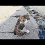 茶トラ猫に睨まれたキジシロ猫が溝の中に隠れてやり過ごす(YouTube)