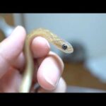 ある理由で自力で餌を食べられない子蛇を育てます(YouTube)
