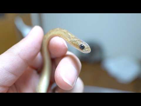 ある理由で自力で餌を食べられない子蛇を育てます(YouTube)