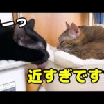 先輩猫や後輩猫たちにかまってもらおうと頑張る黒猫くんが可愛すぎました…笑(YouTube)