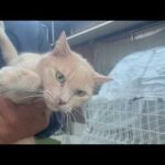 見失ったけど無事に帰って来た猫(YouTube)