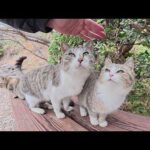 猫の大家族が人間を誘ってピクニックへ出掛ける(YouTube)