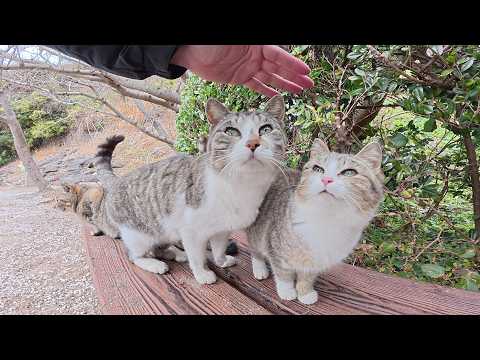 猫の大家族が人間を誘ってピクニックへ出掛ける(YouTube)