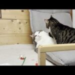 怒られてヘタレ顔になってもなんやかんや仲良しな猫(YouTube)