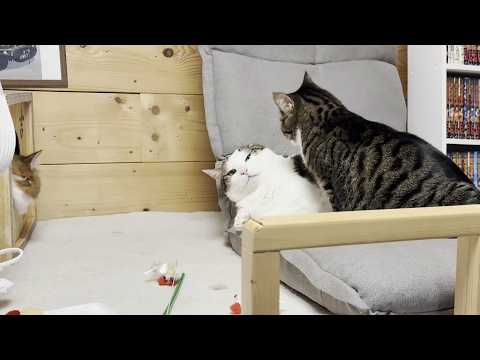 怒られてヘタレ顔になってもなんやかんや仲良しな猫(YouTube)