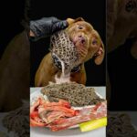 瞬き禁止‼︎秒でごはんを完食するピットブルw(YouTube)