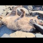 海の岩場でヘソ天ポーズになって攻撃してくる灰色猫ちゃん(YouTube)