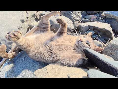 海の岩場でヘソ天ポーズになって攻撃してくる灰色猫ちゃん(YouTube)