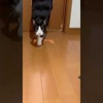 これは嬉しい(YouTube)