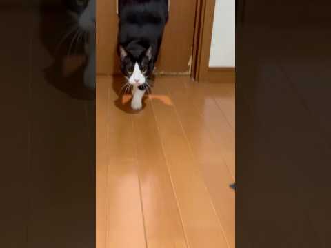 これは嬉しい(YouTube)