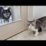 訳あって家にチワワを連れてきたら生まれて初めて犬を見た猫がこうなっちゃいました…(YouTube)