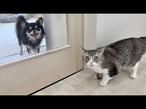 訳あって家にチワワを連れてきたら生まれて初めて犬を見た猫がこうなっちゃいました…(YouTube)
