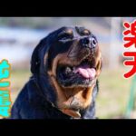 YouTubeが大変な事になりました(YouTube)