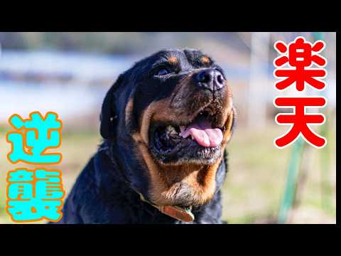 YouTubeが大変な事になりました(YouTube)