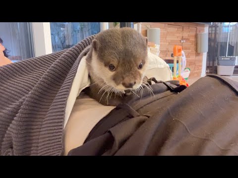 飼い主の着てる服の中で冬眠し始めたカワウソ 笑 The otter started hibernating inside the clothes its owner was wearing lol(YouTube)