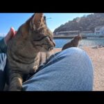 漁港の倉庫に集まる猫たちと一緒に防波堤までお散歩してみたら幸せすぎた(YouTube)