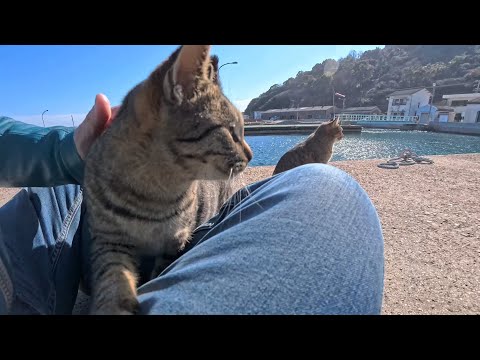 漁港の倉庫に集まる猫たちと一緒に防波堤までお散歩してみたら幸せすぎた(YouTube)