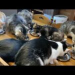 2026.02.23 朝ごはん 一花ちゃん 夕ごはん(YouTube)