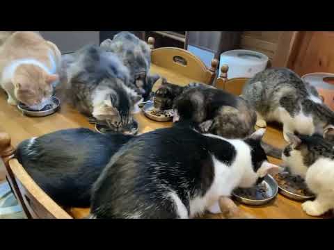 2026.02.23 朝ごはん 一花ちゃん 夕ごはん(YouTube)