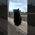 防波堤の黒猫ちゃんカワイイ(YouTube)