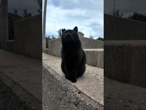 防波堤の黒猫ちゃんカワイイ(YouTube)