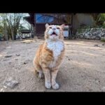 猫島の神社でよく喋る猫に出会った(YouTube)