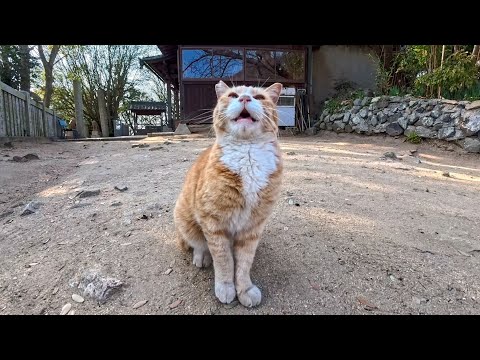 猫島の神社でよく喋る猫に出会った(YouTube)
